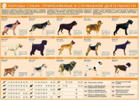 Комплект плакатов "Кинология" - «globural.ru» - Всеволожск