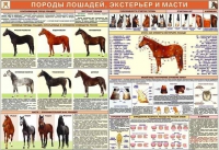 Комплект плакатов "Служебное коневодство" - «globural.ru» - Всеволожск