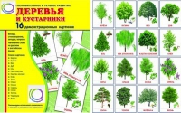 Демонстрационные карточки "Деревья и кустарники" - «globural.ru» - Всеволожск