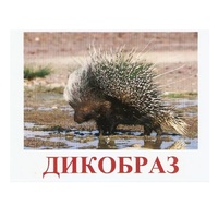 Карточки Домана "Дикие животные-3" - «globural.ru» - Всеволожск