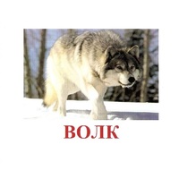 Карточки Домана "Дикие животные-1" - «globural.ru» - Всеволожск