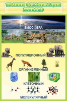 Стенд "Уровни организации живого" - «globural.ru» - Всеволожск