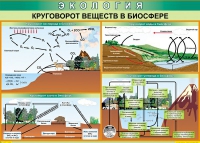Таблица Круговорот веществ в биосфере 1000*700 винил - «globural.ru» - Всеволожск