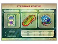 Электрифицированный стенд "Строение клетки" с маркерными полями - «globural.ru» - Всеволожск