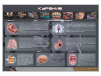 Стенд "Курение" (вариант 1) - «globural.ru» - Всеволожск