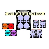Модель-аппликация "Биосинтез белка" (ламинированная) - «globural.ru» - Всеволожск