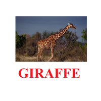 "Wild Animals-1" ("Дикие животные-1") английские карточки Домана - «globural.ru» - Всеволожск