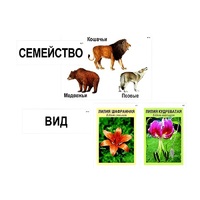 Модель-аппликация "Классификация растений и животных" (ламинированная) - «globural.ru» - Всеволожск