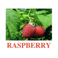 "Berries-1" ("Ягоды-1") английские карточки Домана - «globural.ru» - Всеволожск