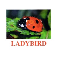 "Insects" ("Насекомые") английские карточки Домана - «globural.ru» - Всеволожск