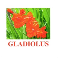 "Flowers-1" ("Цветы-1") английские карточки Домана - «globural.ru» - Всеволожск