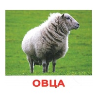 .Карточки Домана "Домашние животные" - «globural.ru» - Всеволожск