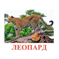Карточки Домана "Дикие животные-2" - «globural.ru» - Всеволожск