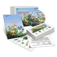 Комбинированное наглядное пособие «Растения» - «globural.ru» - Всеволожск