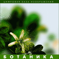 Ботаника. (Цифровая база изображений) - «globural.ru» - Всеволожск