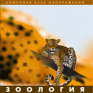 Зоология. (Цифровая база изображений) - «globural.ru» - Всеволожск