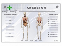 Электрифицированный стенд-тренажер "Скелетон" - «globural.ru» - Всеволожск
