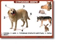 Ознакомление с окружающим миром. 1-4 класс. Комплект таблиц. Наглядные пособия для начальной школы, учебные пособия - «globural.ru» - Всеволожск