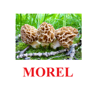 "Mushrooms" ("Грибы") английские карточки Домана - «globural.ru» - Всеволожск