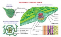 Плакаты и таблицы по биологии - «globural.ru» - Всеволожск