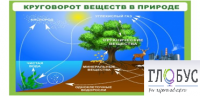 Стенд "Круговорот веществ" - «globural.ru» - Всеволожск