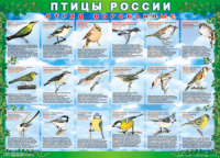 Таблица Птицы России из  4 листов в комплекте 1000*1400 винил	 - «globural.ru» - Всеволожск