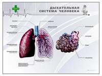 Стенд "Дыхательная система человека" - «globural.ru» - Всеволожск