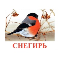Карточки Домана "Птицы-1" - «globural.ru» - Всеволожск