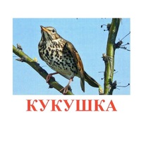 Карточки Домана "Птицы-3" - «globural.ru» - Всеволожск