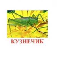 Карточки Домана "Насекомые" - «globural.ru» - Всеволожск