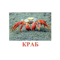 Карточки Домана "Подводный мир" - «globural.ru» - Всеволожск