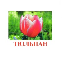 Карточки Домана "Цветы-1" - «globural.ru» - Всеволожск