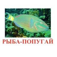 Карточки Домана "Рыбы" - «globural.ru» - Всеволожск
