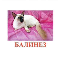 Карточки Домана "Породы кошек" - «globural.ru» - Всеволожск