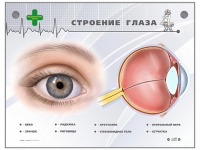 Интерактивный стенд "Строение глаза" - «globural.ru» - Всеволожск