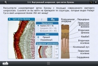 Интерактивные курсы. Биология 5 класс. Расширенный - «globural.ru» - Всеволожск