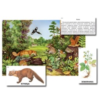 Магнитный плакат-аппликация "Лес: биоразнообразие и взаимосвязи в сообществе" - «globural.ru» - Всеволожск