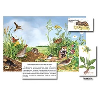 Магнитный плакат-аппликация "Луг: биоразнообразие и взаимосвязи в сообществе" - «globural.ru» - Всеволожск