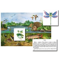 Магнитный плакат-аппликация "Водоем: биоразнообразие и взаимосвязи в сообществе" - «globural.ru» - Всеволожск