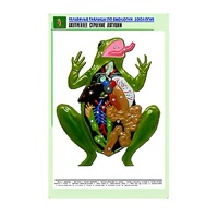 Рельефная таблица "Внутреннее строение лягушки" (формат А1, матовое ламинир.) - «globural.ru» - Всеволожск