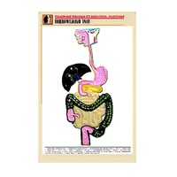 Рельефная таблица "Пищеварительный тракт" (формат А1, матовое ламинир.) - «globural.ru» - Всеволожск