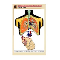 Рельефная таблица "Строение легких" (формат А1, матовое ламинир.) - «globural.ru» - Всеволожск