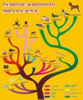 Стенд "Развитие животного мира на земле" - «globural.ru» - Всеволожск
