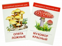 Раздаточные карточки "Грибы съедобные и не съедобные" - «globural.ru» - Всеволожск