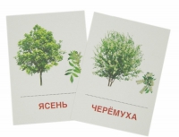 Раздаточные карточки "Деревья и кустарники" - «globural.ru» - Всеволожск
