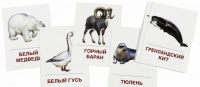 Раздаточные карточки "Животные холодных широт" - «globural.ru» - Всеволожск