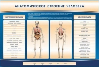 Электрифицированный стенд-тренажер c макетом скелета "Анатомическое строение человека" - «globural.ru» - Всеволожск
