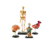 Дидактическое пособие по окружающему миру «Изучаем строение человека» (Анатомические модели) - «globural.ru» - Всеволожск