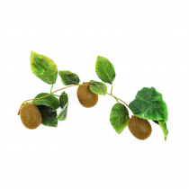 Муляж "Ветка киви" - «globural.ru» - Всеволожск