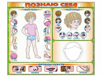 Стенд маркерный "Познаю себя" (тело, голова, органы чувств) - «globural.ru» - Всеволожск